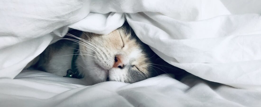 Sleep and Muscle Recovery: Why Sleep Is Your Most Powerful Performance Tool