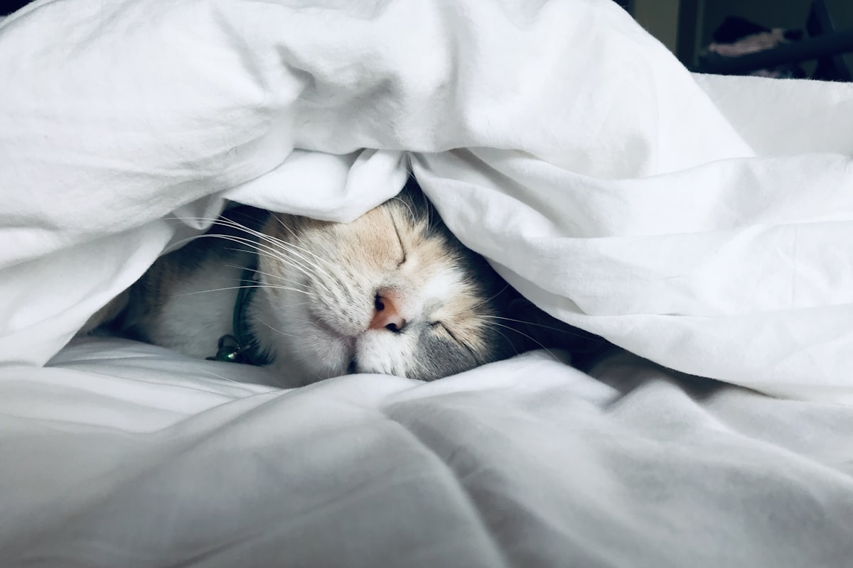 Sleep and Muscle Recovery: Why Sleep Is Your Most Powerful Performance Tool